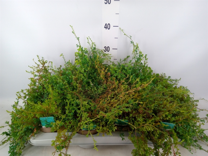 <h4>Selaginella uncinata 'Peacock'</h4>