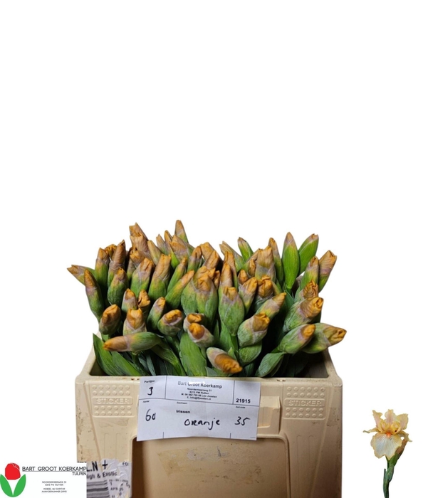 <h4>IRIS CUP RACE 25 GR.</h4>