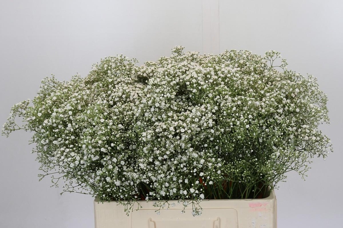 <h4>Gyps Zinzi Tyree</h4>