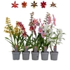 Orchideeen