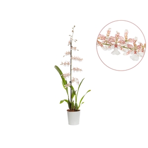 ONCIDIUM SPECKLED SPIRE SNOWFLAKE P12 MIN 1 HT