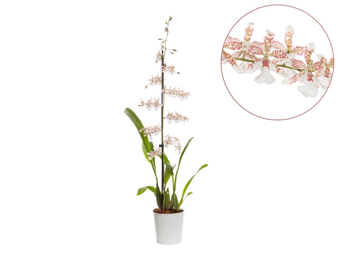 <h4>ONCIDIUM SPECKLED SPIRE SNOWFLAKE P12 MIN 1 HT</h4>