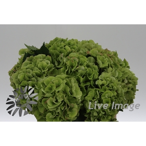 Hydrangea verena classic