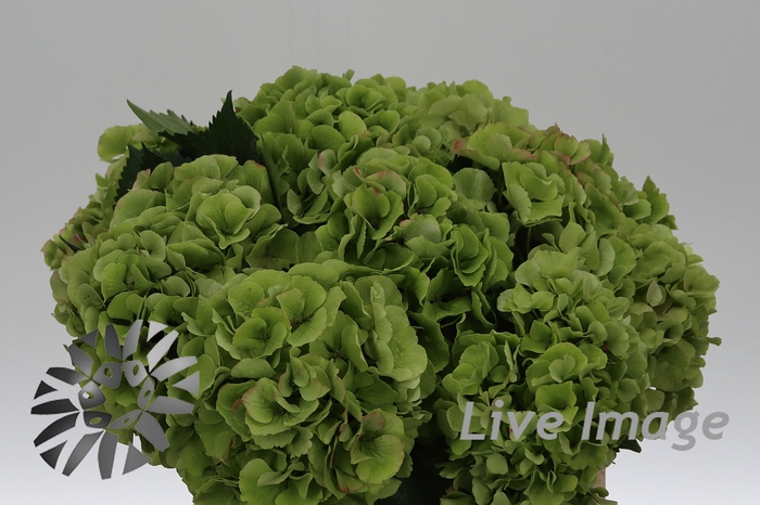 <h4>Hydrangea verena classic</h4>