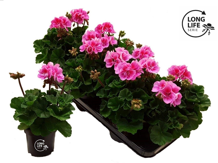 <h4>LongLife Zonale Bicolour purple</h4>