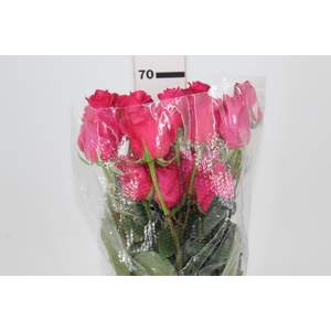 ROSA PINK FLOYD 070 CM PINK ESTUFA
