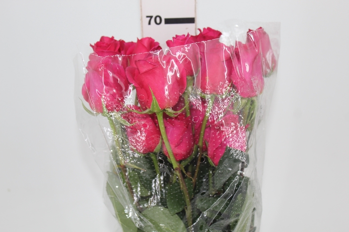 <h4>ROSA PINK FLOYD 070 CM PINK ESTUFA</h4>