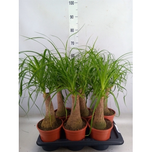 Beaucarnea recurvata