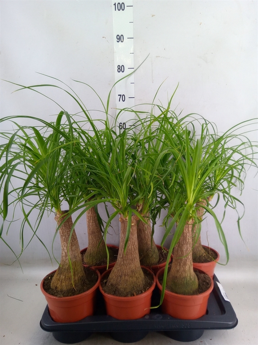 <h4>Beaucarnea recurvata</h4>