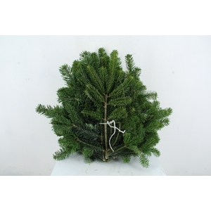 NORDMANN SELECT 45CM PER STEM