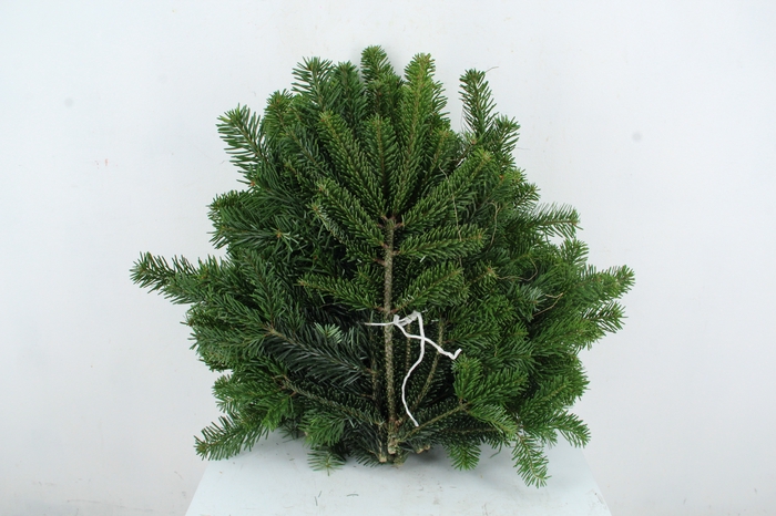 <h4>NORDMANN SELECT 45CM PER STEM</h4>