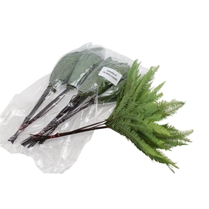 Umbrella X5