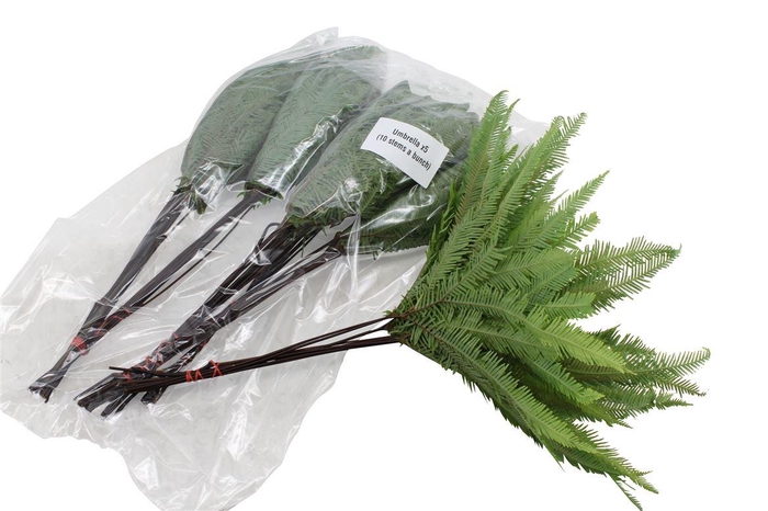 <h4>Umbrella X5</h4>