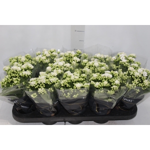 KALANCHOE DOBRADO P11 BRANCO