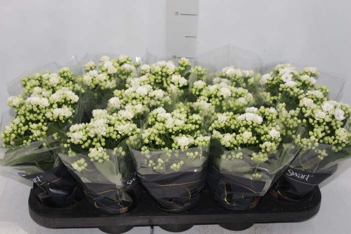 <h4>KALANCHOE DOBRADO P11 BRANCO</h4>