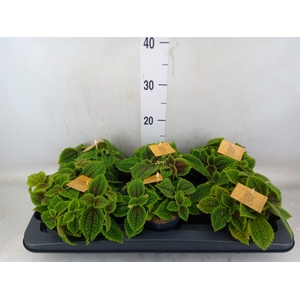 Pilea mollis 'Moon Valley'