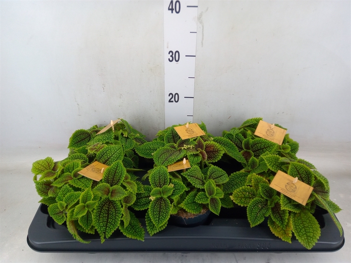 <h4>Pilea mollis 'Moon Valley'</h4>