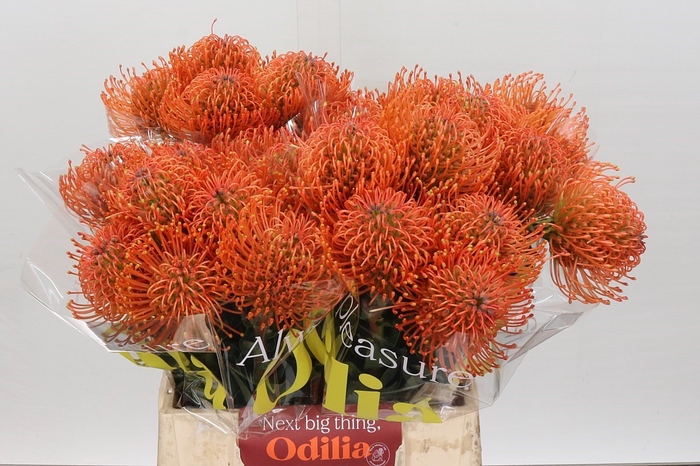 Nutans Ayoba Mandarin Zest