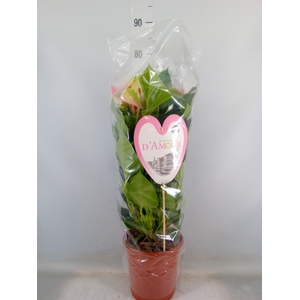 Anthurium andr. 'Fantasy Love'