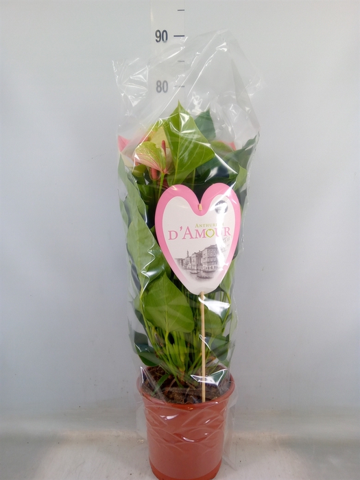 <h4>Anthurium andr. 'Fantasy Love'</h4>