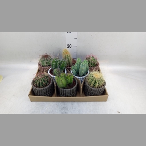 Cactus   ...