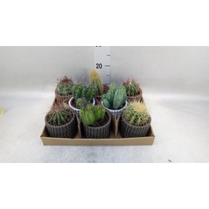 Cactus   ...