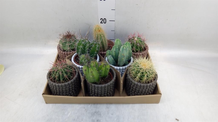 <h4>Cactus   ...</h4>