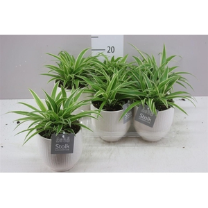 Chlorophytum Co Ocean Liv Keramiek