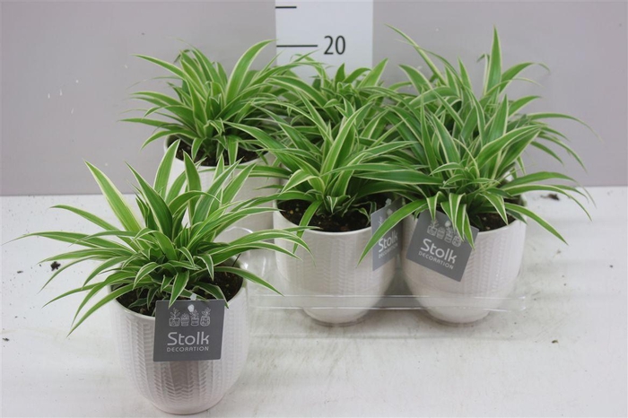 <h4>Chlorophytum Co Ocean Liv Keramiek</h4>