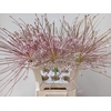 Allium schubertii