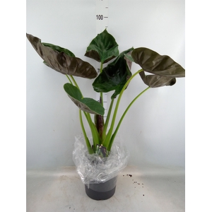 Alocasia wentii