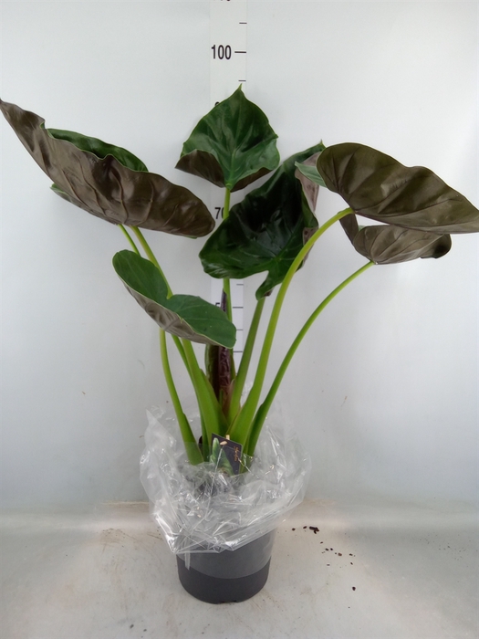 <h4>Alocasia wentii</h4>