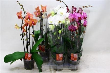 <h4>Phal El Cascade 2 Branches 18+40% Vertakt</h4>