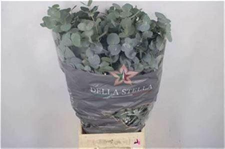 Euc Cinerea Per Bunch 200 Gram
