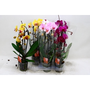 PHAL EL CASCADE