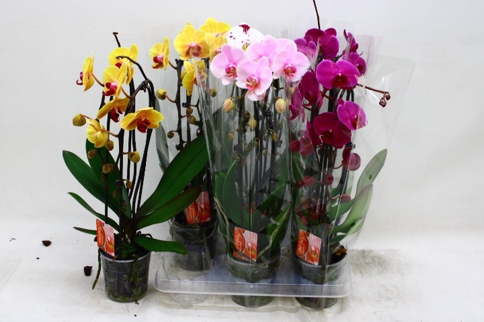 <h4>PHAL EL CASCADE</h4>