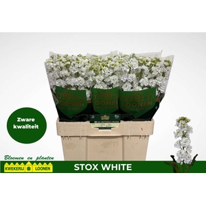 MATTH STOX WHITE