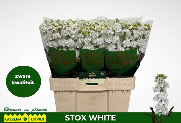 <h4>MATTH STOX WHITE</h4>