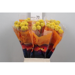 Cras Paintball Jumbo