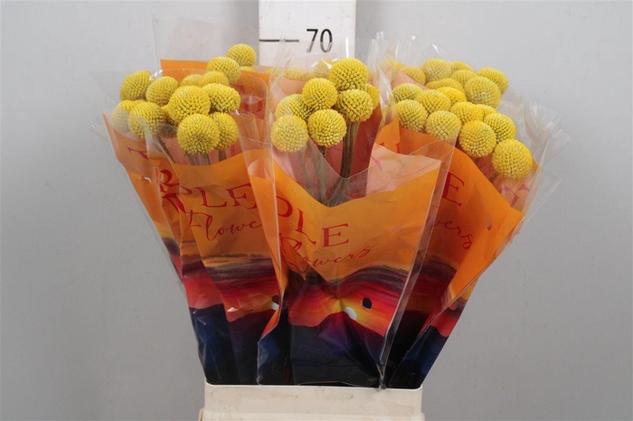 Cras Paintball Jumbo