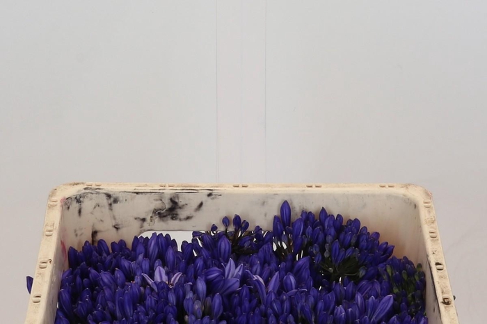 <h4>Agapanthus EYFORI Blue</h4>