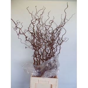 Corylus Contorta 2 Years Epping