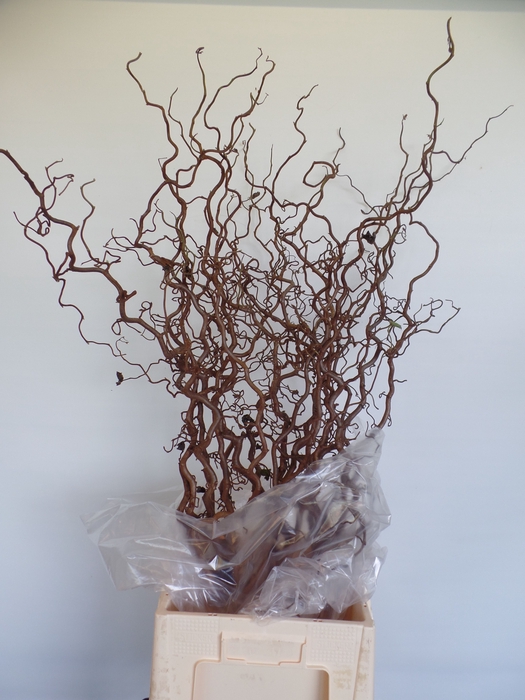 <h4>Corylus Contorta 2 Years Epping</h4>