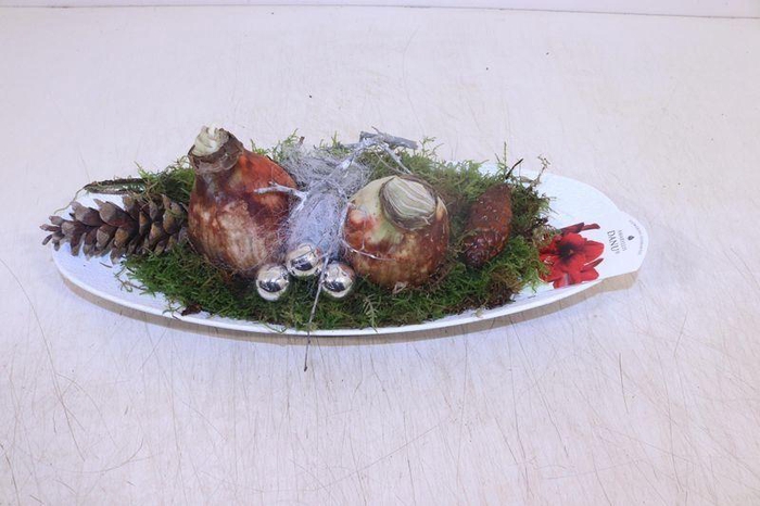 <h4>ARR HIPPEASTRUM</h4>