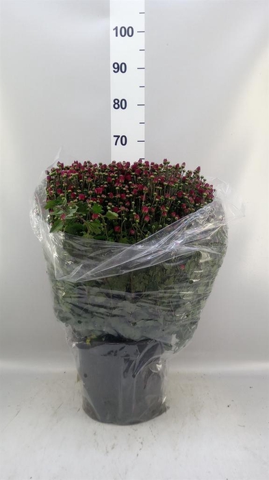 <h4>Chrysanthemum   ..GR</h4>