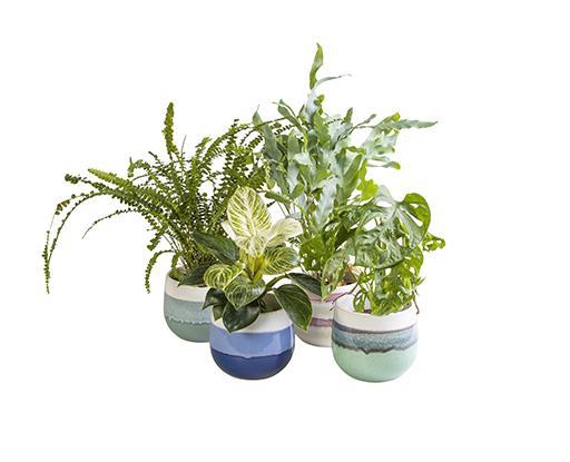 <h4>L 65884 Green Mix P10,5</h4>