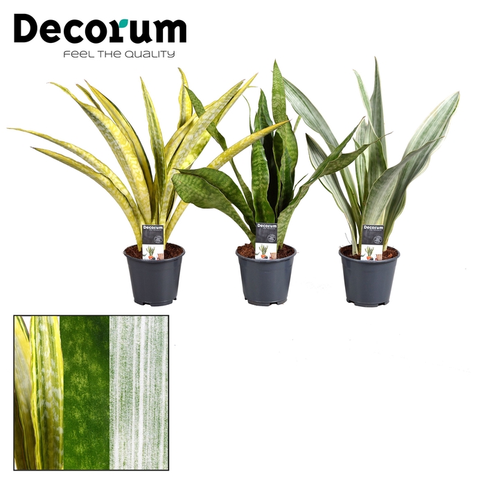 Sansevieria Aubrytniana Special Mix (Decorum)