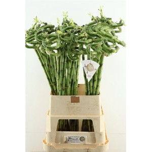 Drac Bamboo Spiral 100cm