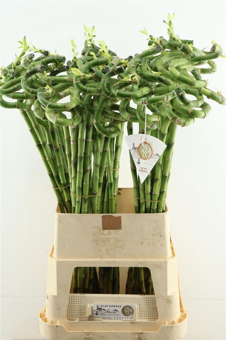 <h4>Drac Bamboo Spiral 100cm</h4>