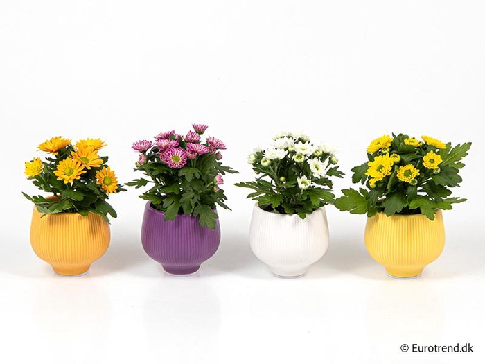 <h4>CHRYS.IND.HYBRID MINI</h4>